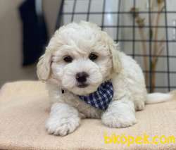 Yakışıklı Maltipoo Oğlum Pars 3