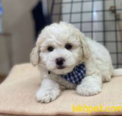 Yakışıklı Maltipoo Oğlum Pars 4