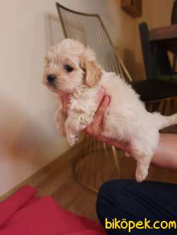 Yakışıklı Maltipoo Yavrumuz 4