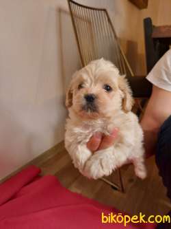 Yakışıklı Maltipoo Yavrumuz 3