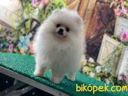 KIZIMIZ BARBİE BİBLO 3