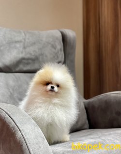 Yakışıklı Oğlumuz TEDDY 3