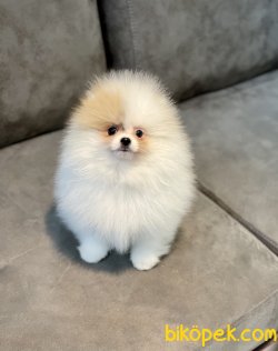 Yakışıklı Oğlumuz TEDDY 1
