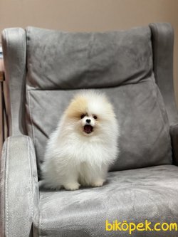 Yakışıklı Oğlumuz TEDDY 2