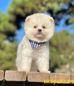 YAKIŞIKLI POMERAİNAN BOO 1