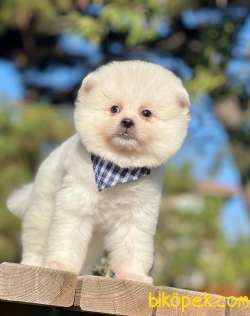 YAKIŞIKLI POMERAİNAN BOO 2