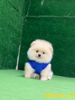 Yakışıklı Pomeranian Oğlum Monky 5