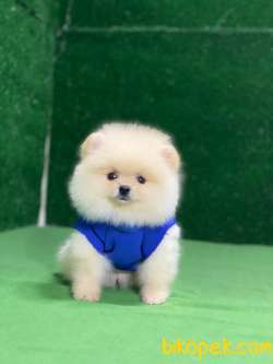 Yakışıklı Pomeranian Oğlum Monky 4