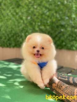 Yakışıklı Pomeranian Yavrumuz Bobo 4