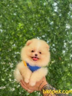 Yakışıklı Pomeranian Yavrumuz Bobo