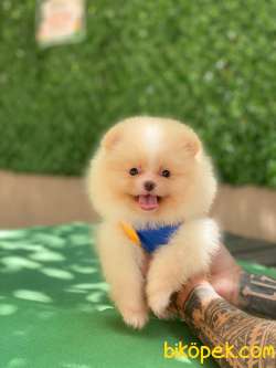 Yakışıklı Pomeranian Yavrumuz Bobo 2