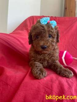 YAKIŞIKLI RED BROWN POODLE