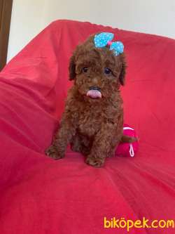 YAKIŞIKLI RED BROWN POODLE 3