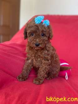 YAKIŞIKLI RED BROWN POODLE 2