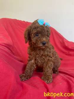 YAKIŞIKLI RED BROWN POODLE 4