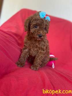 YAKIŞIKLI RED BROWN POODLE 5