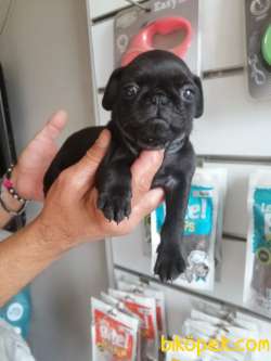 YAKIŞIKLI SAFKAN PUG 2
