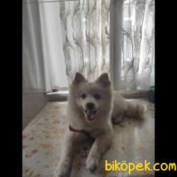 Yakışıklı Spitz Yavru 2