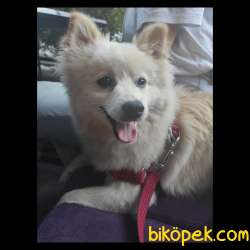 Yakışıklı Spitz Yavru 3