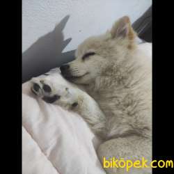 Yakışıklı Spitz Yavru 4