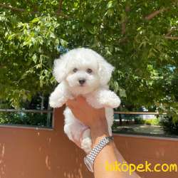 Yakışıklı Ve Sevimli Maltese Terrier Oğlumuz FELİX 4