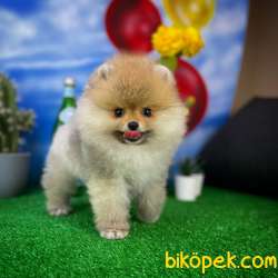 Yakışıklı Ve Sevimli Pomeranian Boo Oğlumuz ROCKY 1