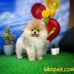 Yakışıklı Ve Sevimli Pomeranian Boo Oğlumuz ROCKY 4