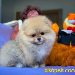 Yarışma Düzeyi Anne-Baba'dan MiniBoy Boo 5