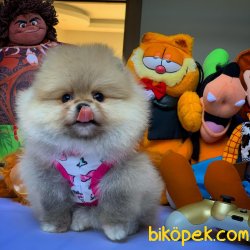 Yarışma Düzeyi Anne-Baba'dan MiniBoy Boo 1