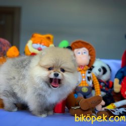 Yarışma Düzeyi Anne-Baba'dan MiniBoy Boo 4