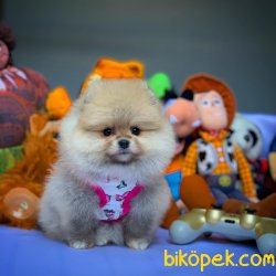 Yarışma Düzeyi Anne-Baba'dan MiniBoy Boo 3