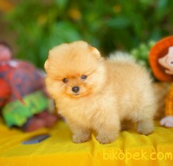 Yarışma Düzeyi Anne-Baba'dan MiniBoy Boo 2