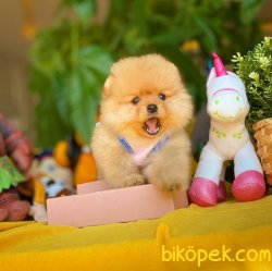 Yarışma Düzeyi Anne-Baba'dan MiniBoy Boo 4