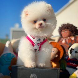 Yarışma Düzeyi Boo Yavrularımız 1