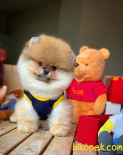 Yarışma Düzeyi FCI SECERELİ Tedybear Oğlumuz ‘ZEUS’ 5