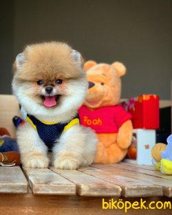 Yarışma Düzeyi FCI SECERELİ Tedybear Oğlumuz ‘ZEUS’ 3