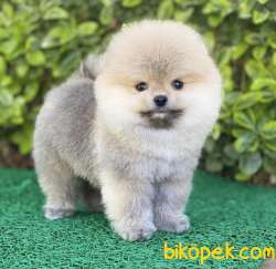 Yarışma Düzeyi Pomeranian Boo Yavrular 5