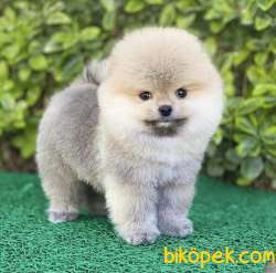 Yarışma Düzeyi Pomeranian Boo Yavrular 1