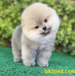 Yarışma Düzeyi Pomeranian Boo Yavrular 3