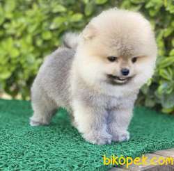 Yarışma Düzeyi Pomeranian Boo Yavrular 2