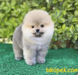 Yarışma Düzeyi Pomeranian Boo Yavrular 4