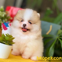 Yarışma Düzeyi Pomeranian Boo Yavrularımız 5