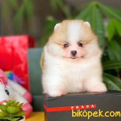 Yarışma Düzeyi Pomeranian Boo Yavrularımız 4
