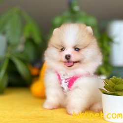 Yarışma Düzeyi Pomeranian Boo Yavrularımız 1