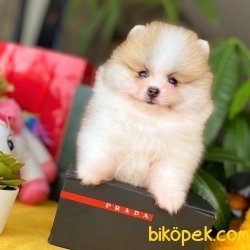 Yarışma Düzeyi Pomeranian Boo Yavrularımız 2