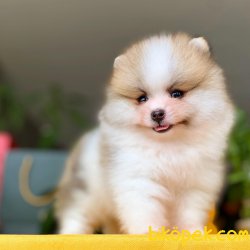 Yarışma Düzeyi Pomeranian Boo Yavrularımız 3