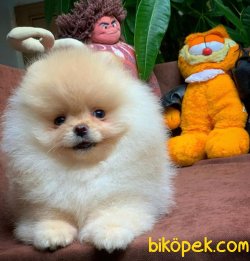 Yarışma Düzeyi Pomeranian Boo Yavrularımız 3