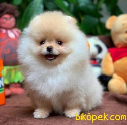 Yarışma Düzeyi Pomeranian Boo Yavrularımız 4