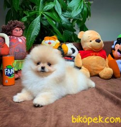 Yarışma Düzeyi Pomeranian Boo Yavrularımız 1
