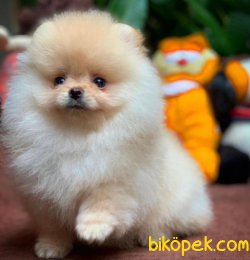 Yarışma Düzeyi Pomeranian Boo Yavrularımız 5